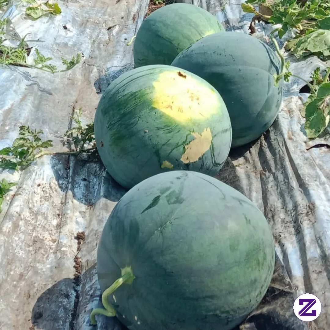 🍉 Semangka Segar, Hasil Kerja Keras Petani!