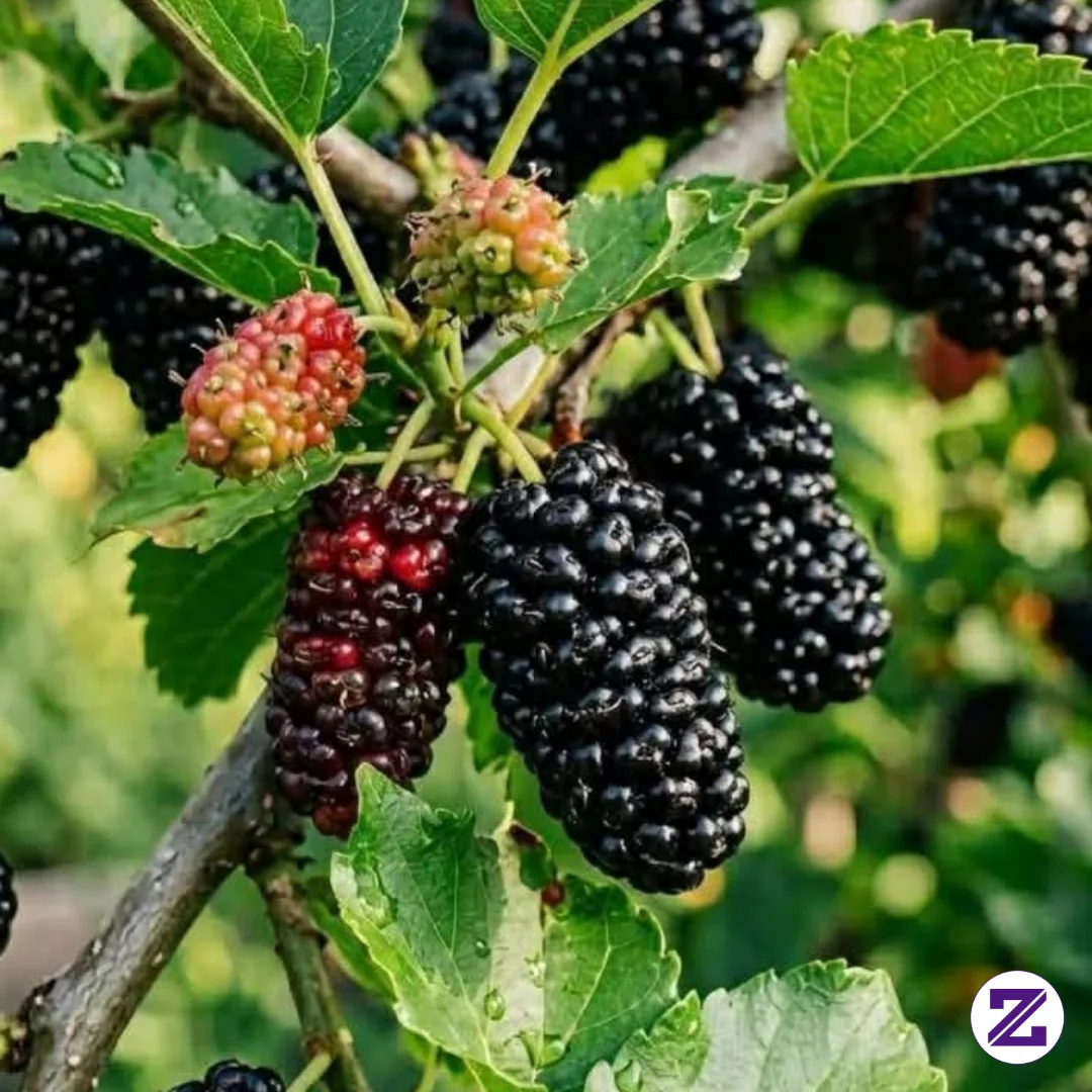 Buah Murbei Hitam Segar Di Pohon Dengan Daun Hijau Alami – Keindahan Buah Tropis