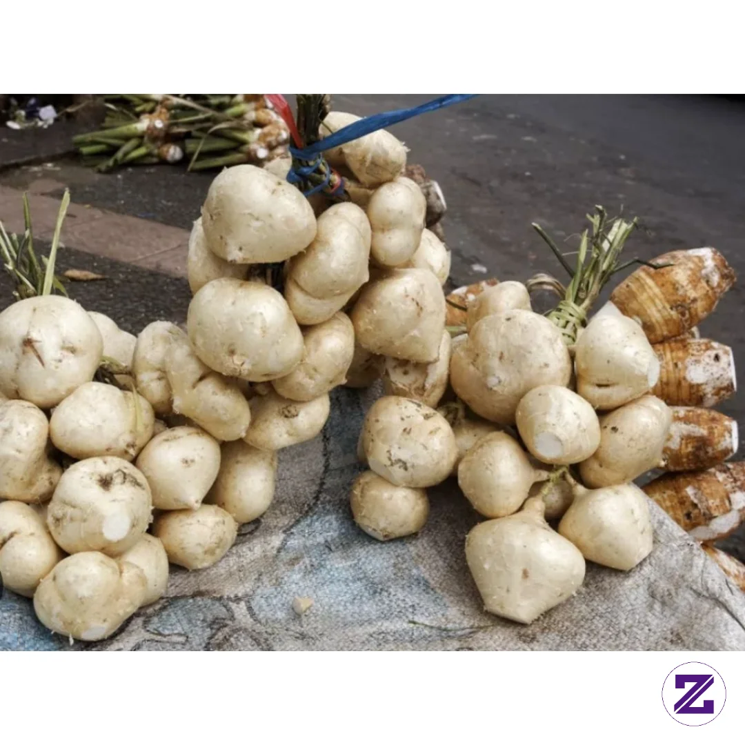 Judul: 🥔 Bengkoang — Si Akar Putih Penjaga Kulit & Pencernaan