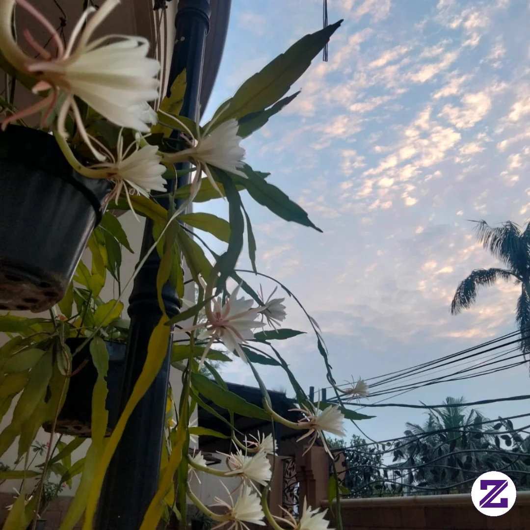 Bunganya Cantik