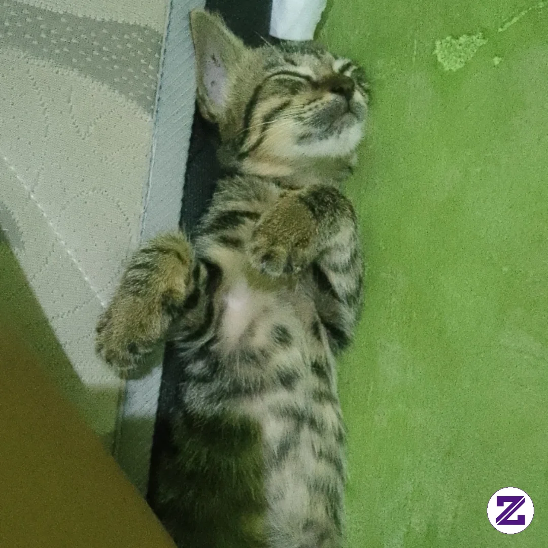 Kudu Banget Celentang Tidur Nya🤣