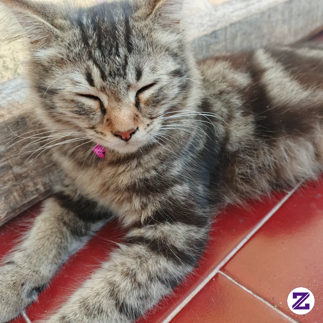 Kucing Sedang Santai