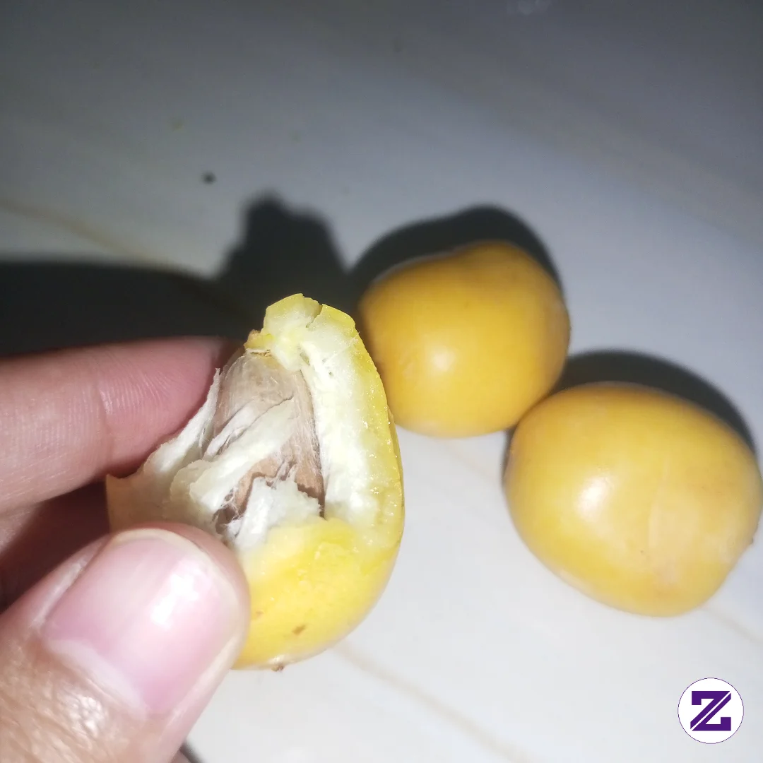 Buah Apa Yang Ada Dalam Foto Tersebut Silahkan Komen Kalau Bener Aku Kasih
