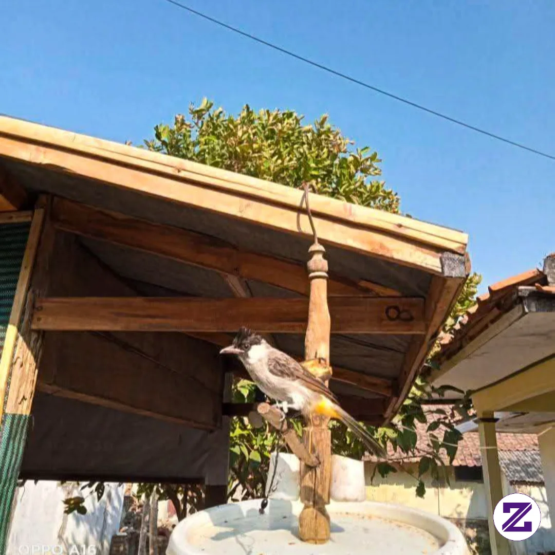 Tunjukan Poto Burung Kutilang Kalian Di Comentar Bro