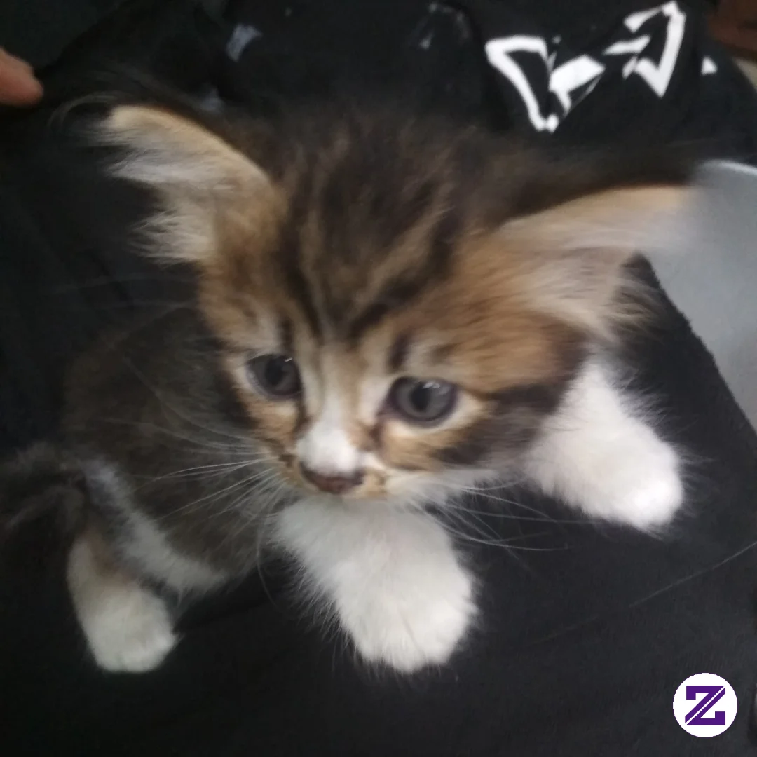 Jangan LUPA Tinggalkan Jejak Ayo Saling F Kita Cari Cuan Bersama Besty Zoya😊😊
