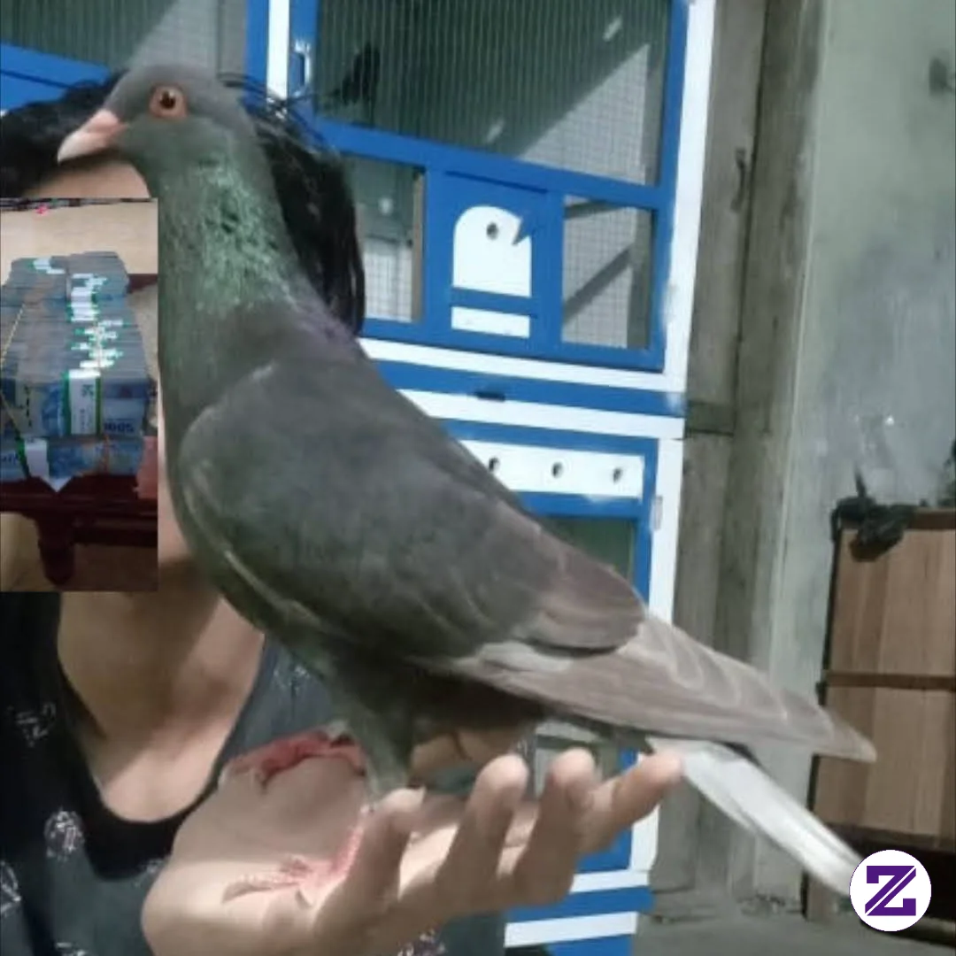 Merpati Kolong