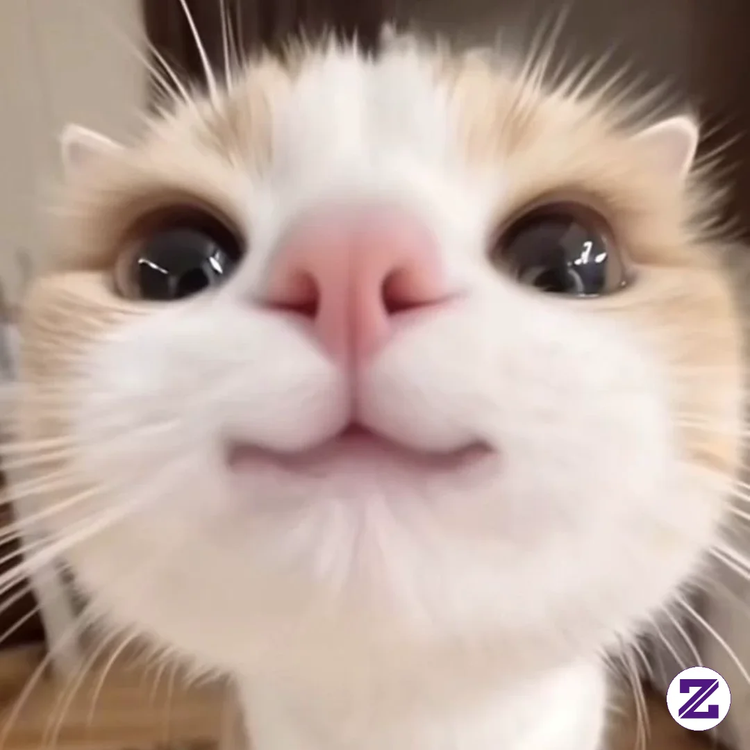 Kiyowoooo😺