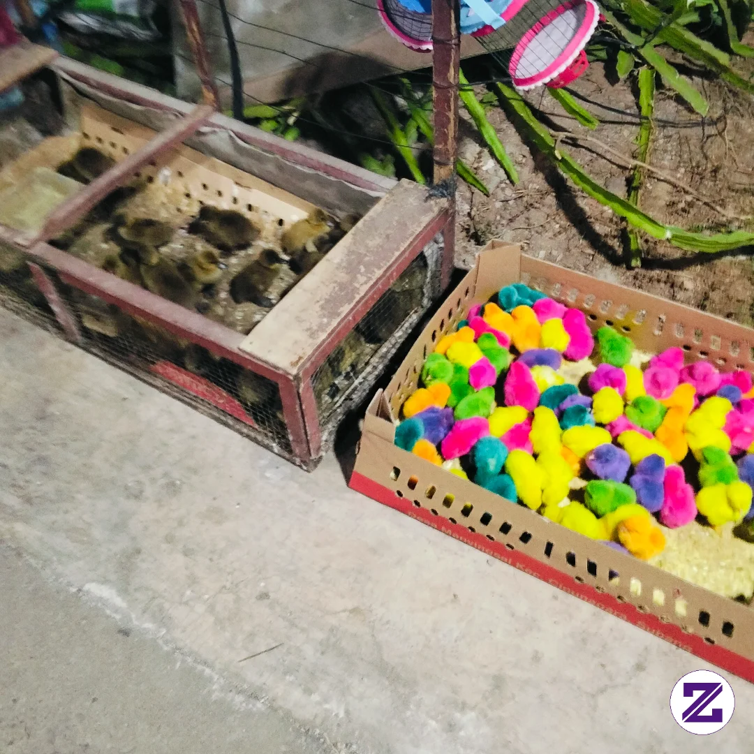 Ayam Warna Warni💐