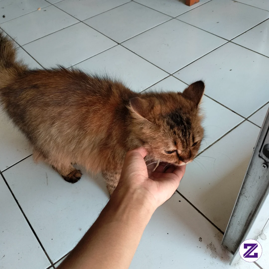 Si Gemoy Paling Lucu