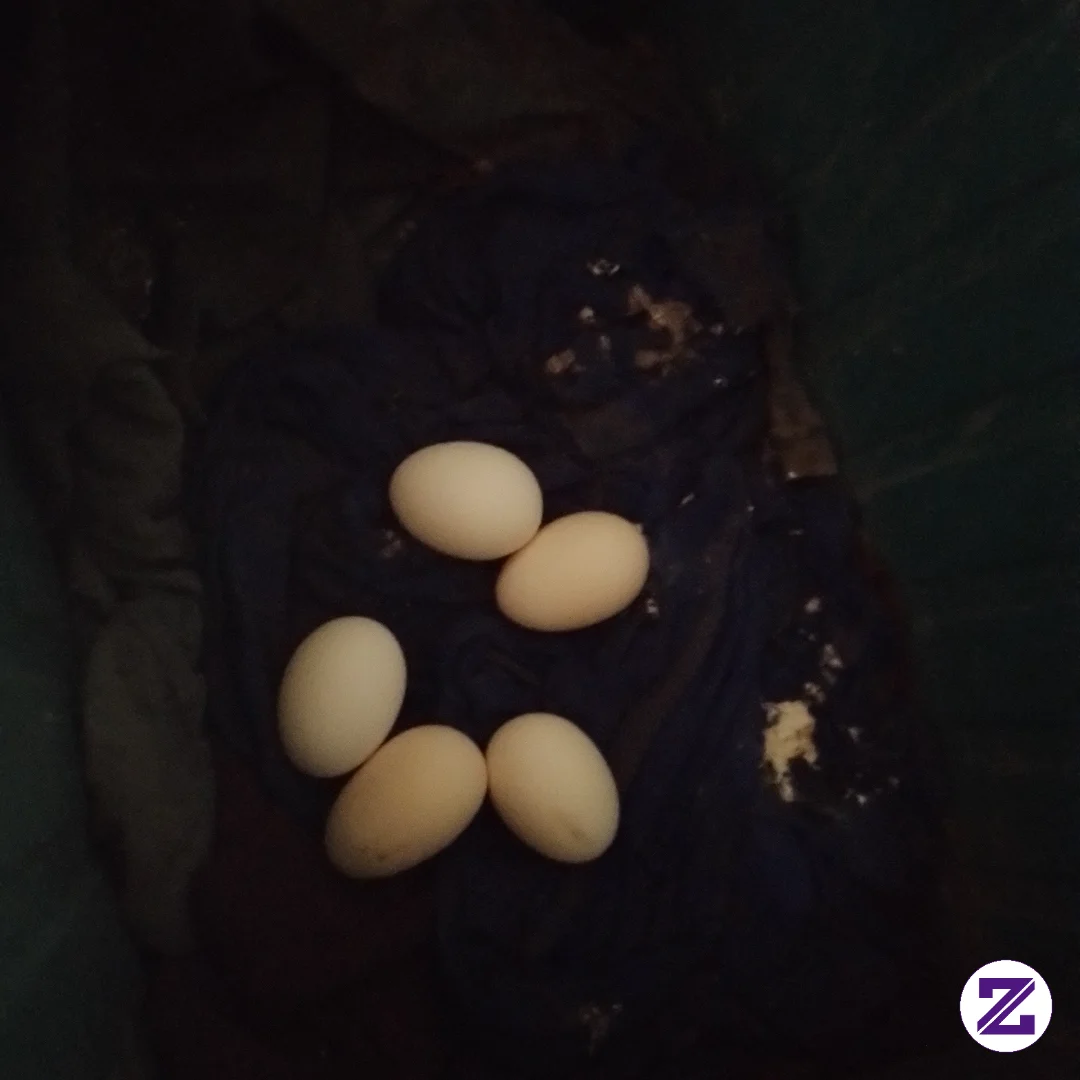 Ayam Kampung Bertelur Lagi