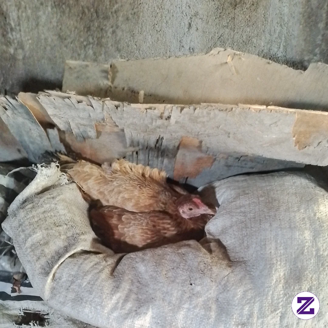 Ternyata Ayam Kampung Sudah Ada Yang Mengeram .