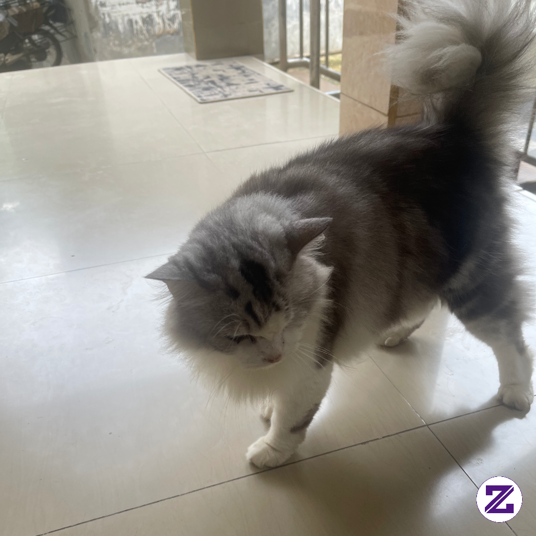 Kucing Gemeshhhh....🐈❤️