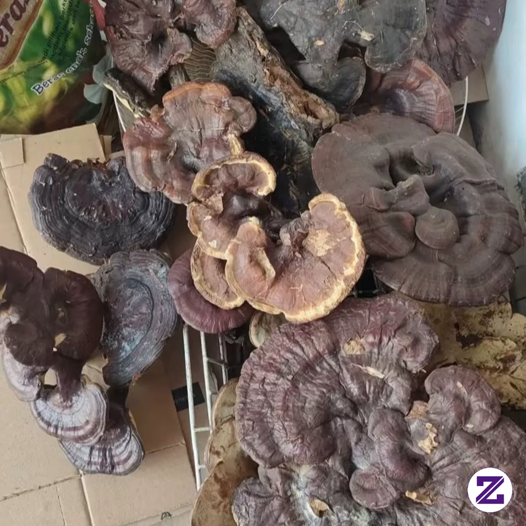 Penggemar Dracin Pasti Paham Nama Jamur Yang Satu Ini...coba Komen Apa Namanya.
