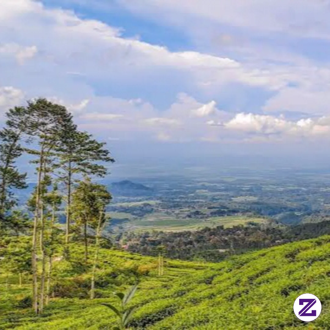 Kebun Teh Jamus Ngawi Jawa Timur