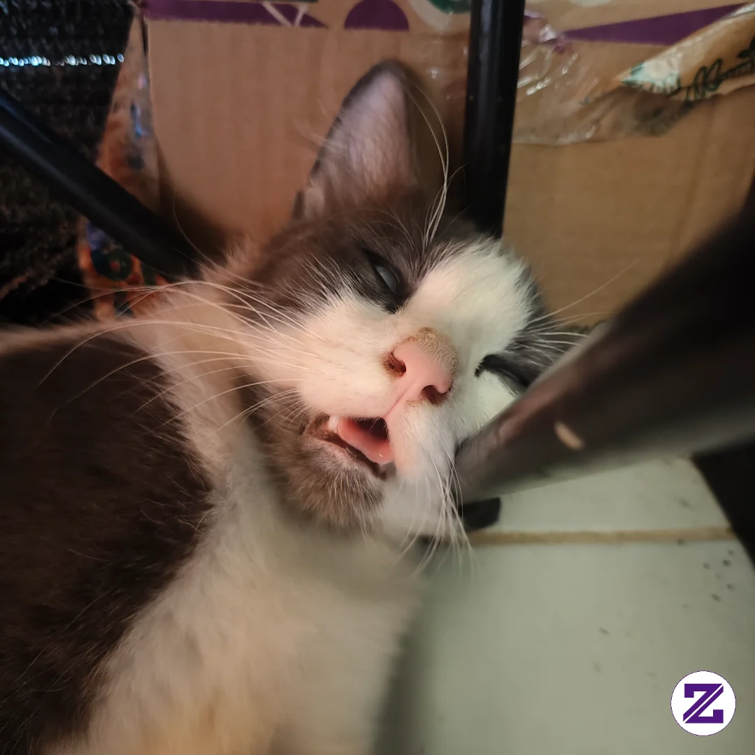 Ketika Si Cat Lgi Tidur Kyak Gini Nih 🤣🤣