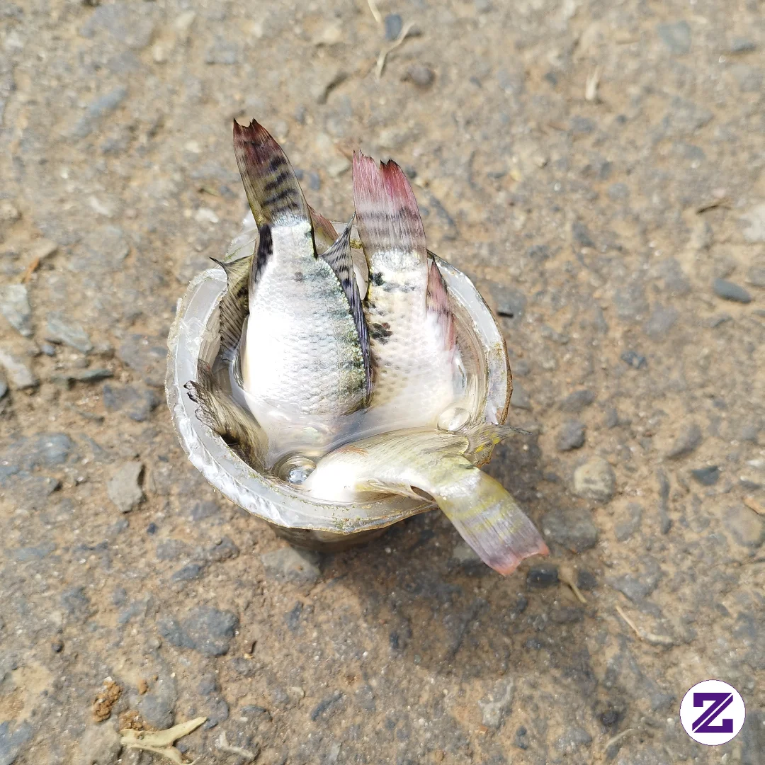 Hasil Tangkapan Hari Ini Mancing Sambil Kerja