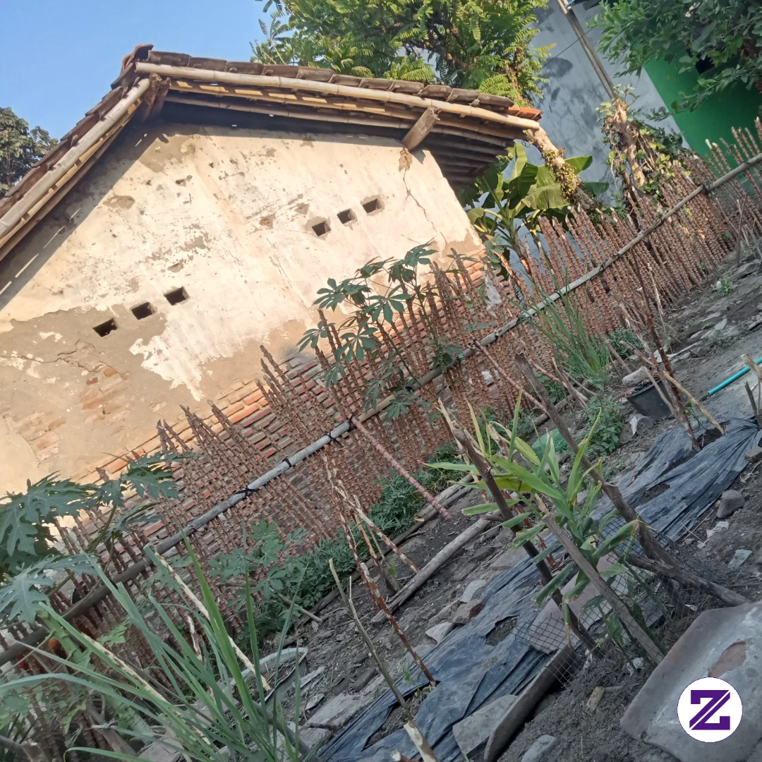 Awal Menanam Kehidupan Dibelakang Rumah Untuk Membantu Memenuhi Kebutuhan Dapur