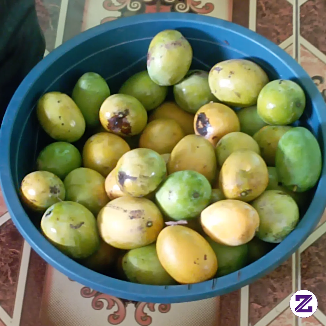 Lagi Musim Mangga