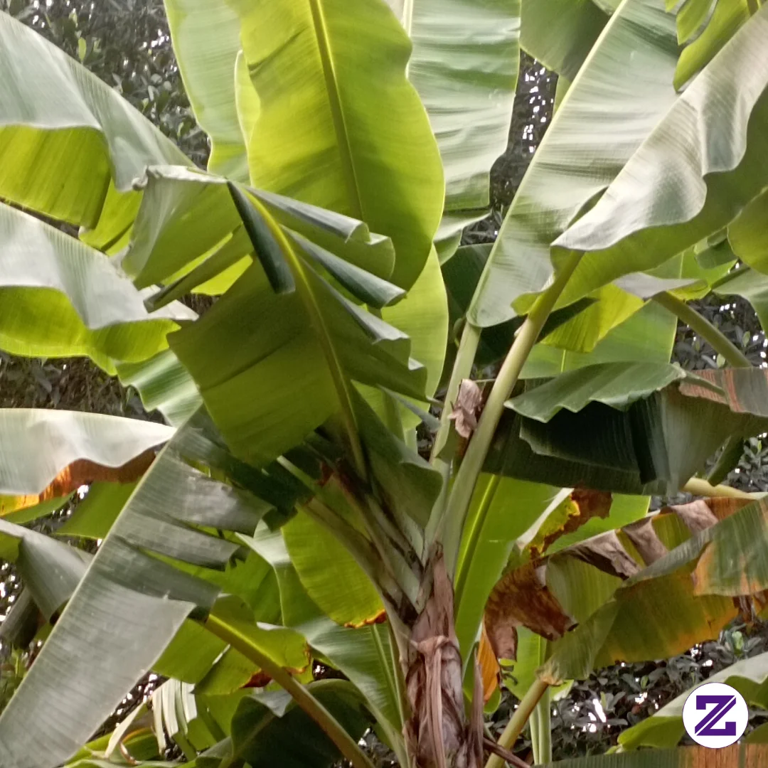 Pemandangan Setiap Hari Di Depan Rumah Pohon Pisang Lumayan Kalo Lagi Berbuah