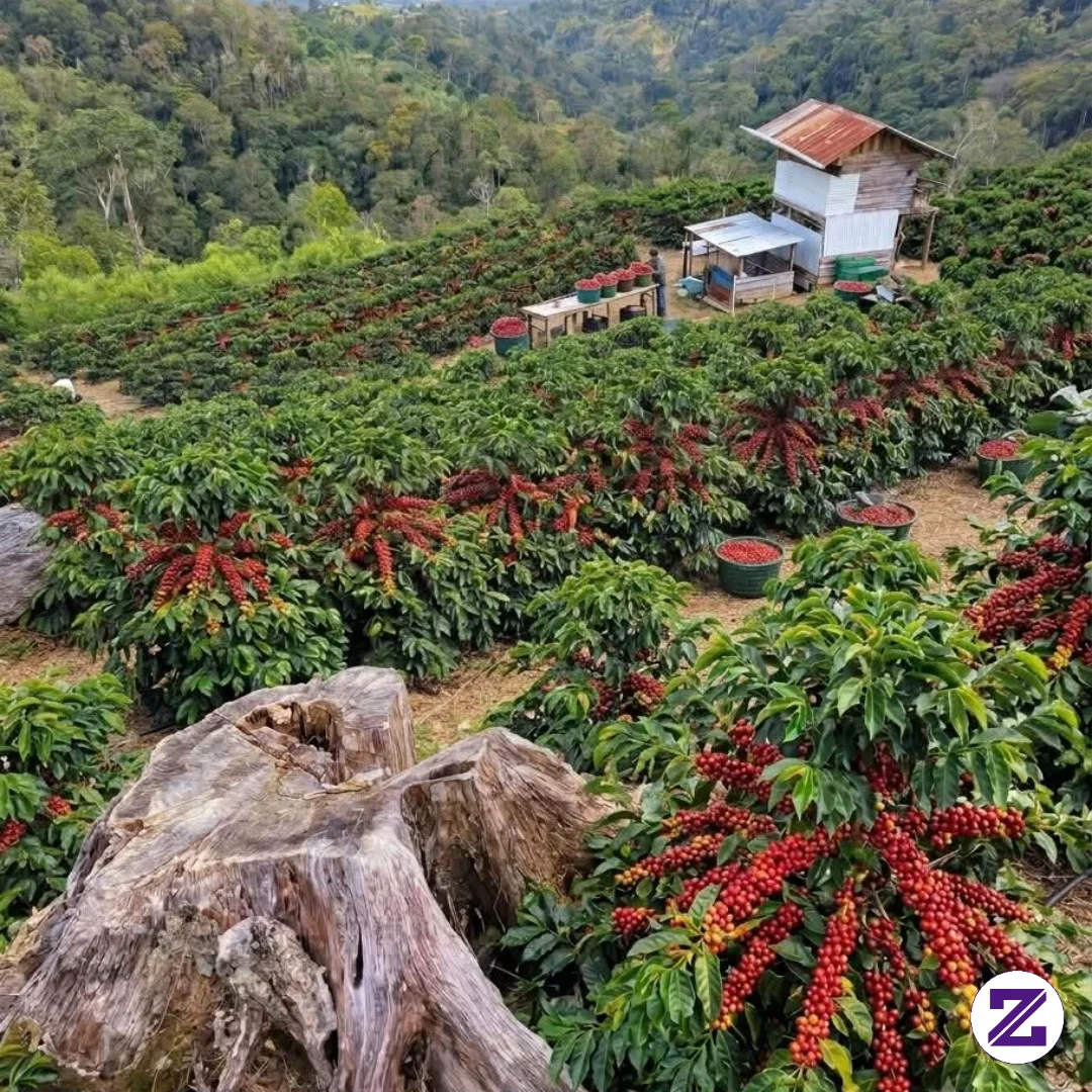 Perkebunan Kopi Arabika Yang Berbuah Sangat Lebat Diperbukitan