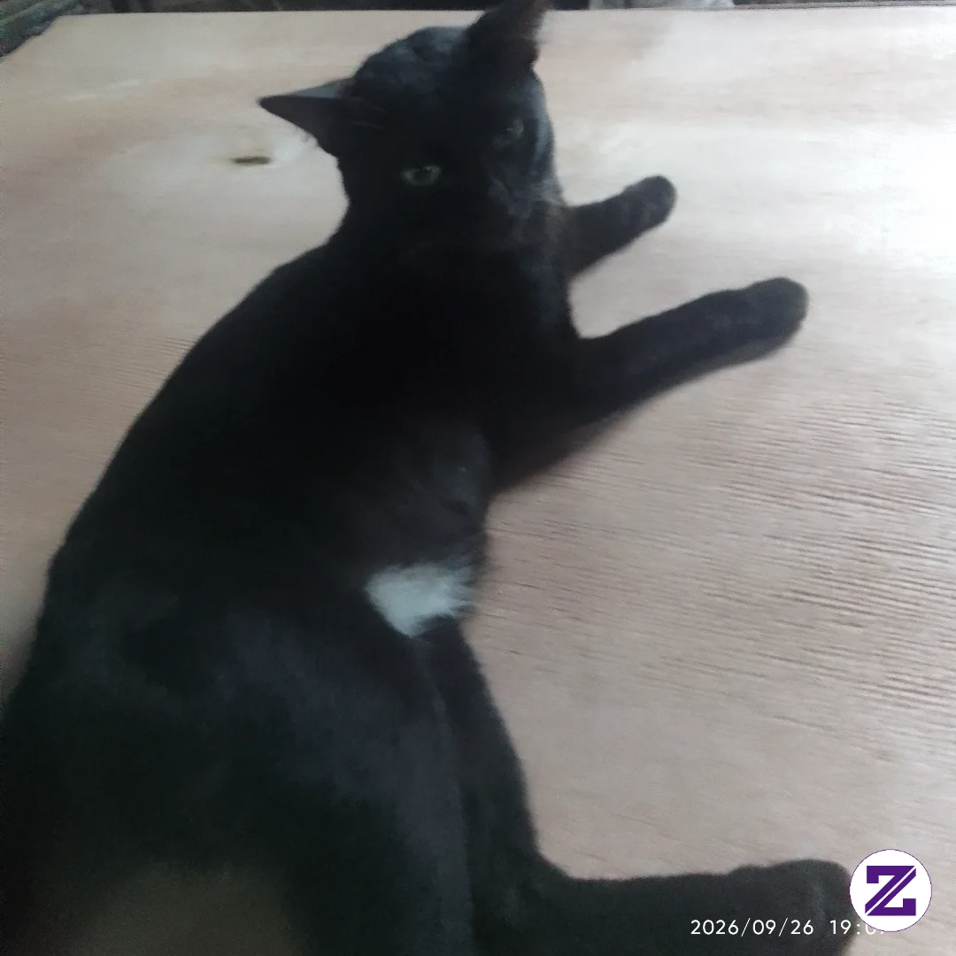 Si Black Yang Setiap Saat Menemani Hari2 Sepi Ku