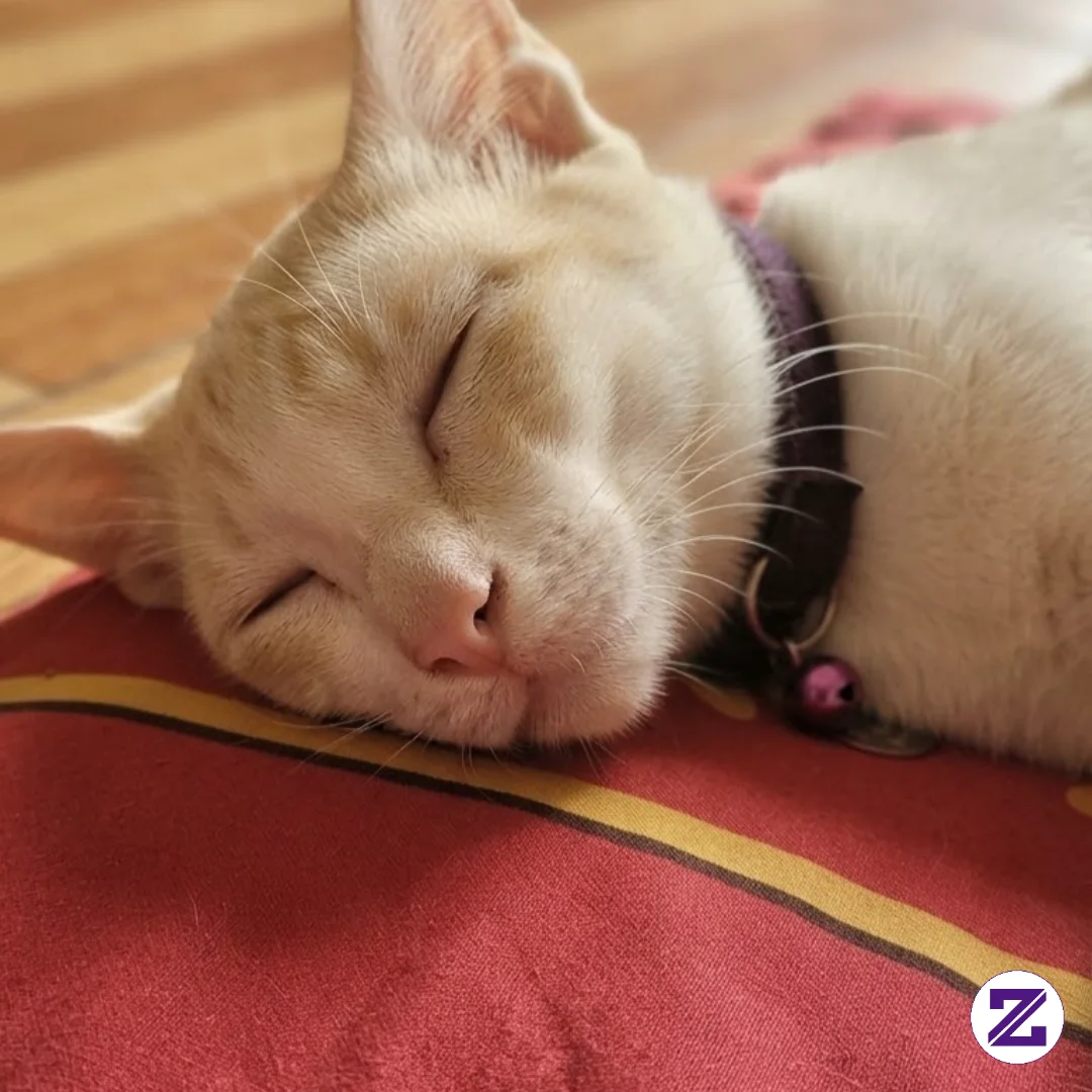 Jam Jam Oyen Tidur Nyenyak Buat Persiapan Nanti Malam Begadang😹😹
