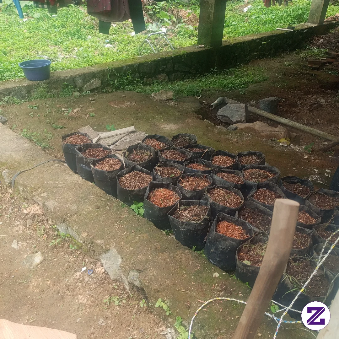 Coba Tebak Aku Mau Namam Apa Sobatku Zoyalink Semua,mumpung Cuaca Mendukung Dan