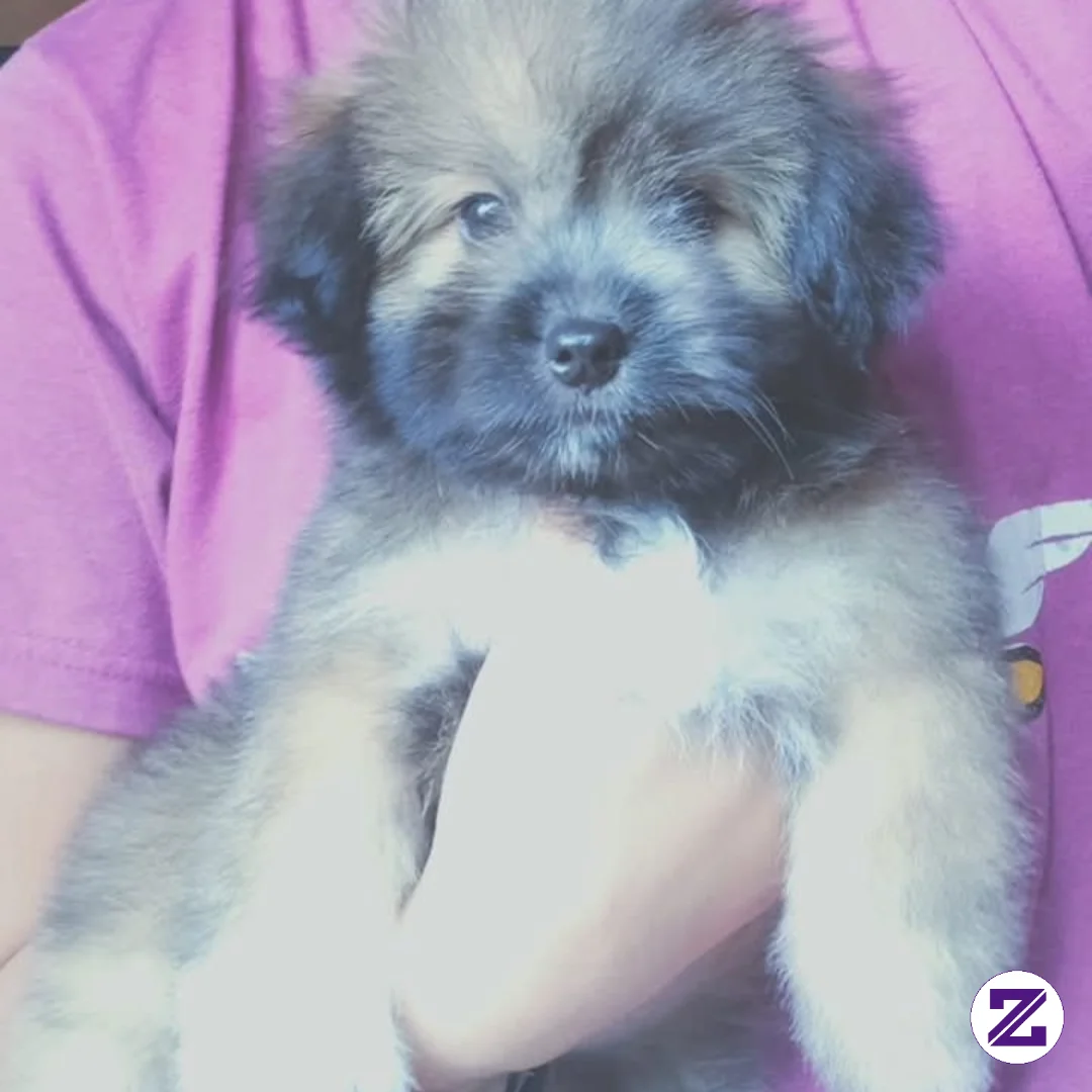 Had A Time To Barrow This Cutie Dog Of My Cousin☺️