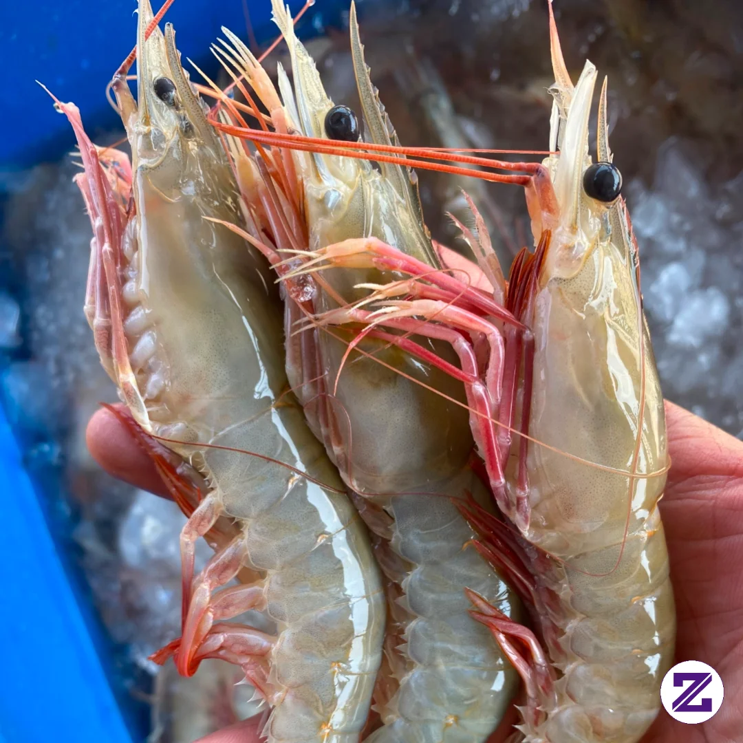 Tebak Nama Nama Udang