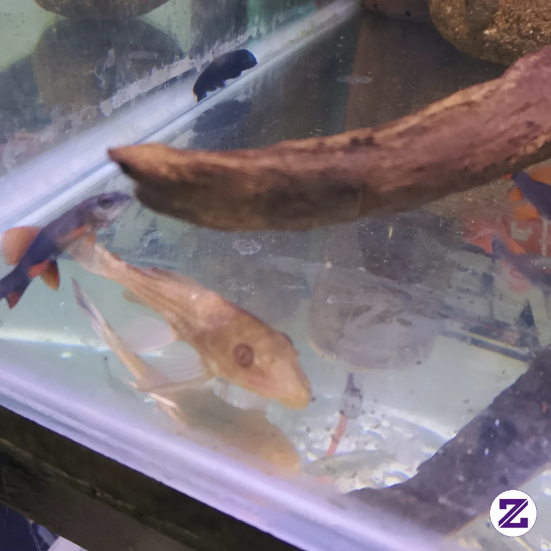 Ini Ikan Sapu Sapu Albino Kah? Atau Emang Kuning Gitu😭