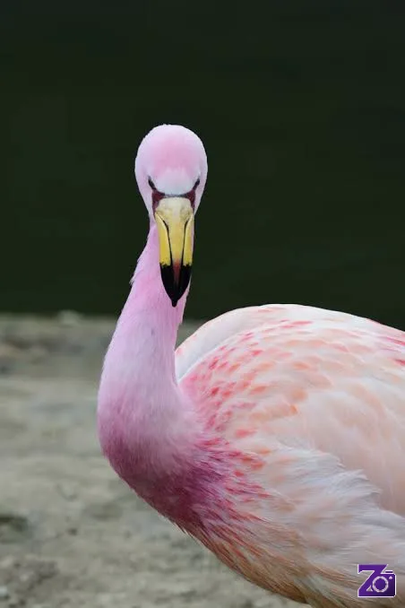Burung Flamingo Tidak Lahir dengan Warna Merah Muda
