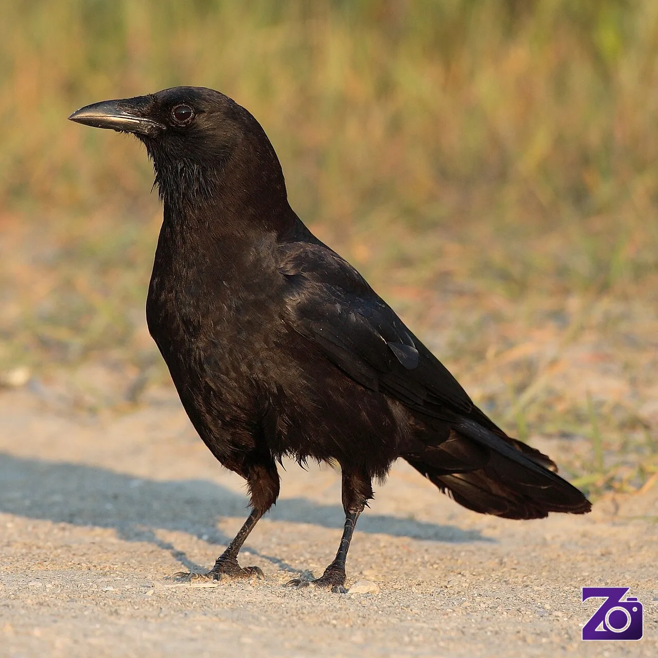 Burung Gagak Bisa Mengingat Wajah Manusia