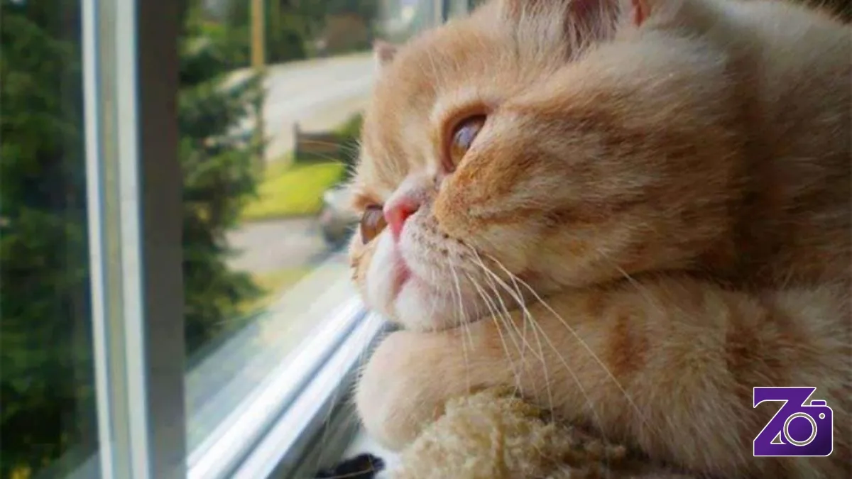 Mengapa Kucing Peliharaan Bisa Tiba-Tiba Murung?