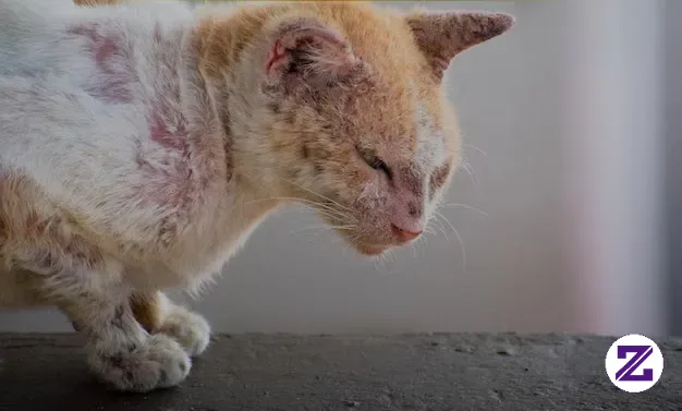 Perbedaan Jamur dan Scabies pada Kucing Wajib Pemilik Tahu