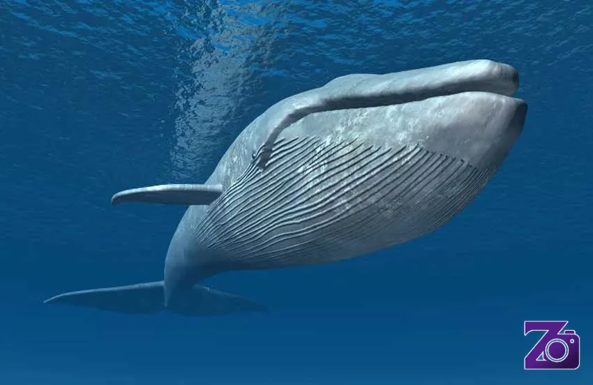 Suara Paus Biru Bisa Menempuh Jarak Sangat Jauh
