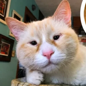 Kucing Garong