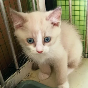 Kucing Kucingku