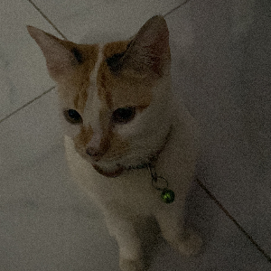 Afdal Lukman