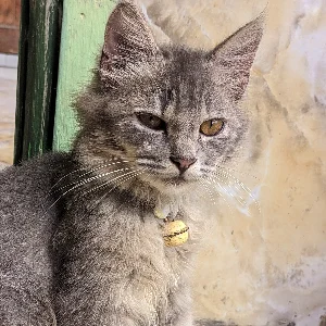 Dimastomi Adi Prastyo