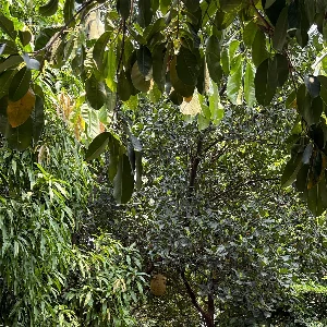 Sri Lestari