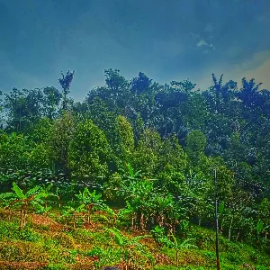 Iqbal Pakua