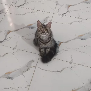 Catty Dan Godin