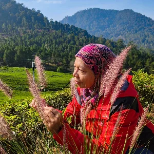 Mayangsari