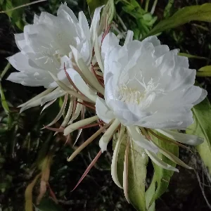 Aditya Widi Kristanto
