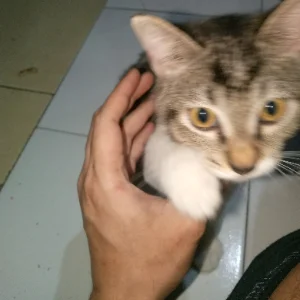 Witno Rtf