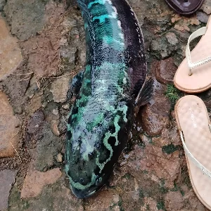 Ayangayash