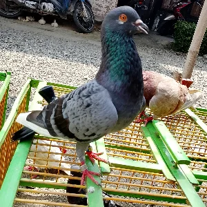 Kipas Angin