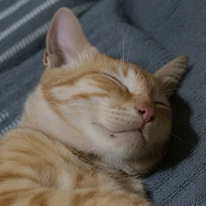 Ajiss