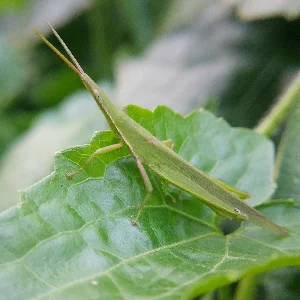 Macro Photo