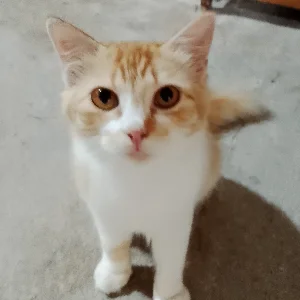 Widodo